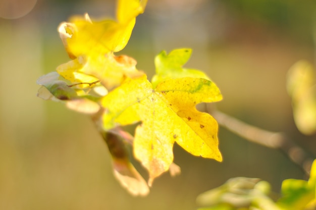 Dettagli di caduta, foglie, colori, giallo, marrone e altro