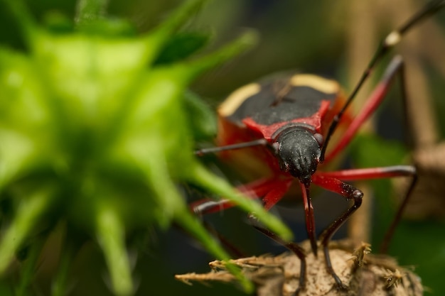 Dettagli di insetti neri e rossi nel loro ambiente naturale