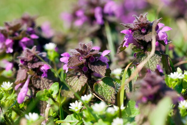 Dettagli di ortica viola delle piante in natura