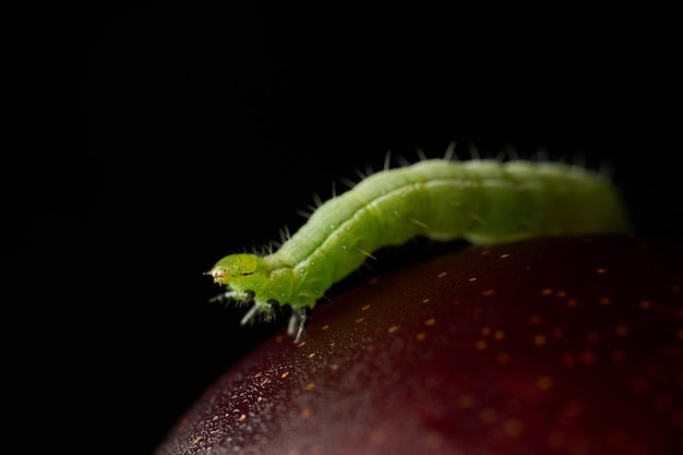 Dettagli di un bruco verde su una prugna