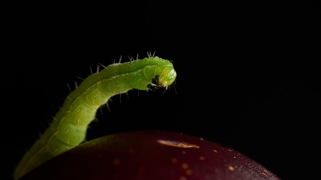 Dettagli di un bruco verde su una prugna