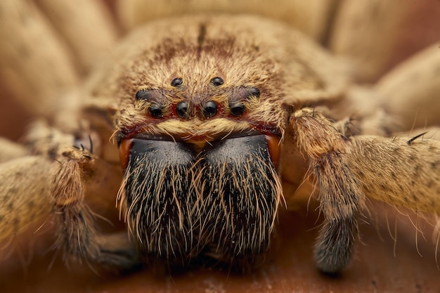 Dettagli di un grande ragno marrone i suoi capelli e gli occhi