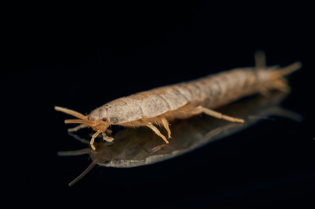 Dettagli di un insetto marrone con squame Lepismatidae