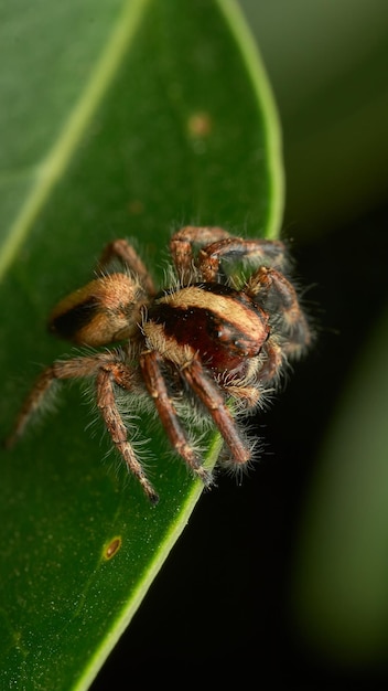 Dettagli di un ragno di salto marrone su una foglia verde