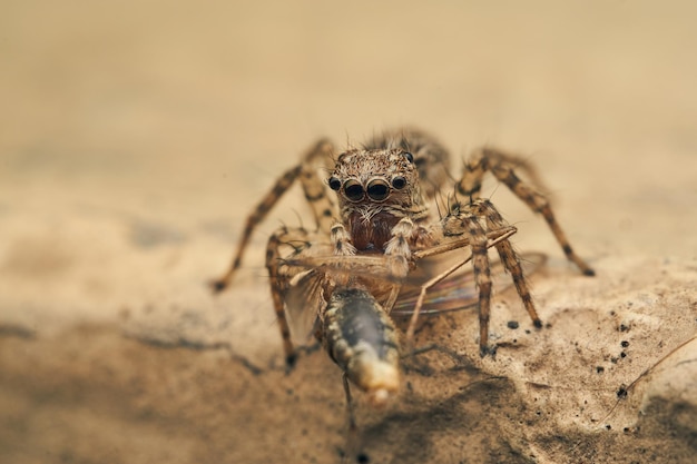 Dettagli di un ragno saltatore che mangia un insetto