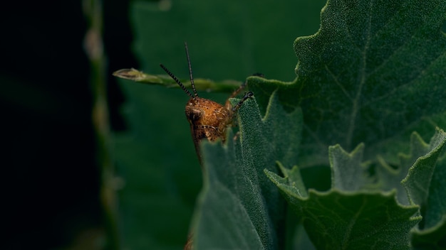 Dettagli di una cavalletta arancione su alcune foglie verdi delle piante