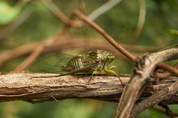 Dettagli di una cicala verde su un ramo marrone