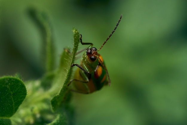 Dettagli di una coccinella verde tra foglie e rami