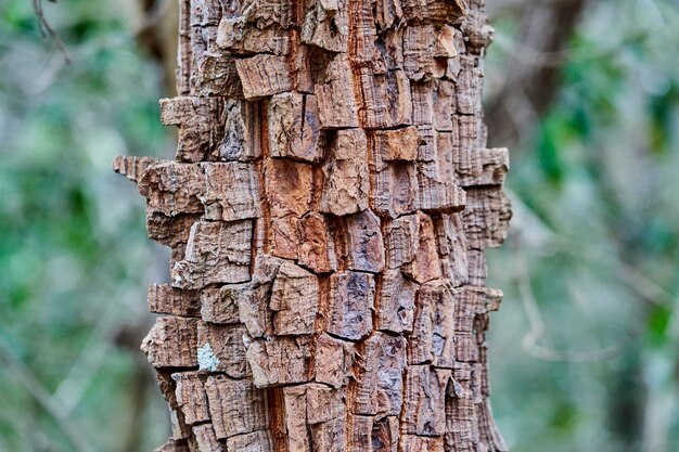 Dettagli di una corteccia resistente al fuoco di un albero topico esotico con un disegno superficiale di consistenza molto robusta