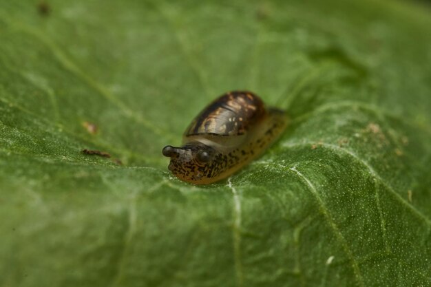 Dettagli di una lumaca neonata su una foglia verde