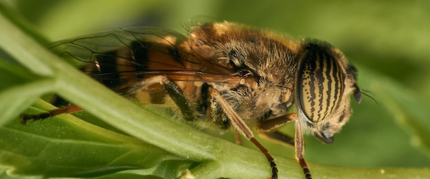 Dettagli di una mosca tigre appollaiata su un ramo verde