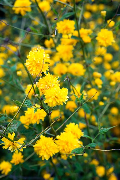 Dettagli di una pianta da fiore gialla, Kerria japonica pleniflora, doppio fiore