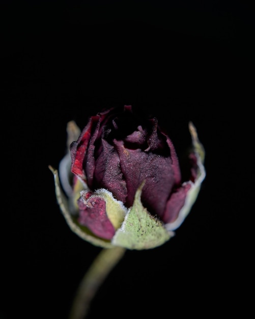 Dettagli di una piccola rosa in ombra su uno sfondo nero