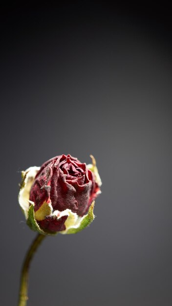 Dettagli di una piccola rosa in ombra su uno sfondo nero