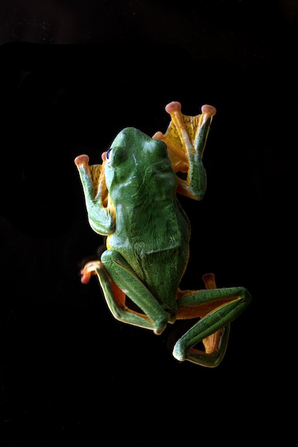 dettagli di una rana volante verde vista dall'alto