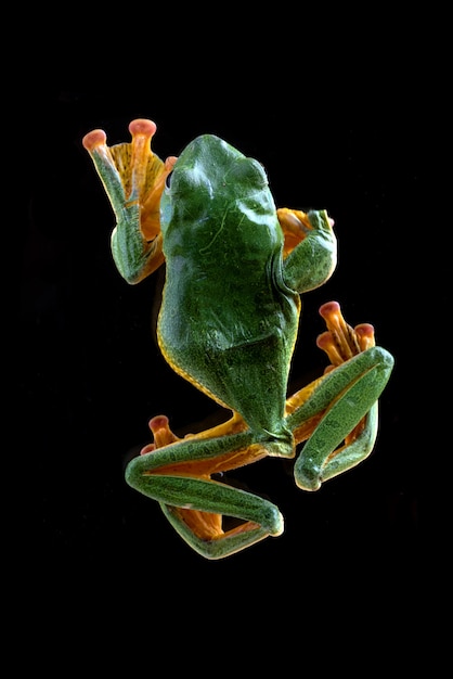 dettagli di una rana volante verde vista dall'alto