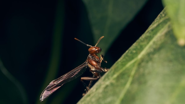 Dettagli di una vespa marrone appollaiata su una foglia verde