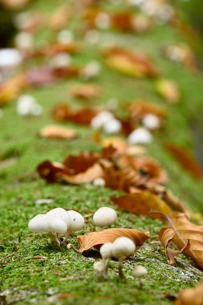 Dettagli e primi piani del fungo nella foresta di faggio europea in autunno