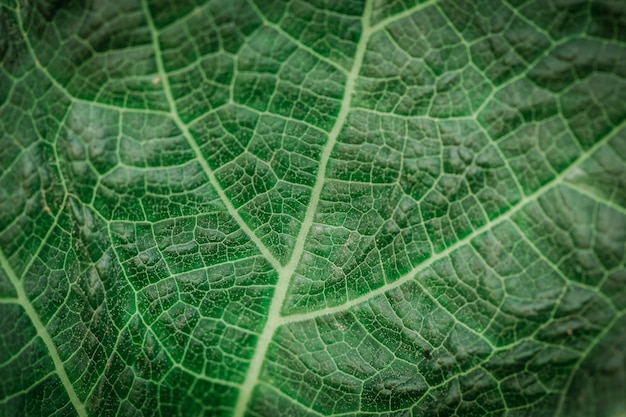 Dettagli e trame di foglie verdi in forma astratta