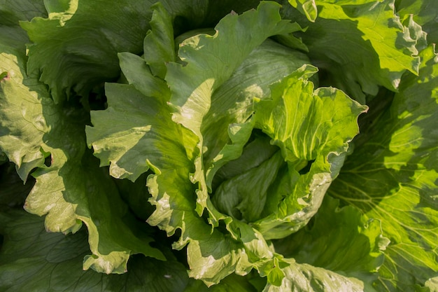 Dettagli lattuga nel campo lattuga coltivazione foglie verdi