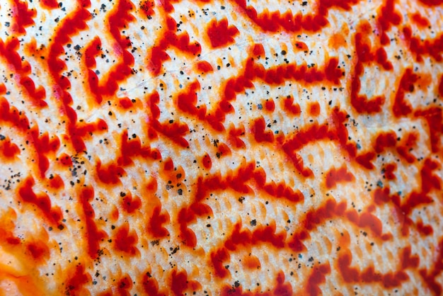 Dettagli macro dei pesci colorati delle spie Symphysodon disco modello di pelle