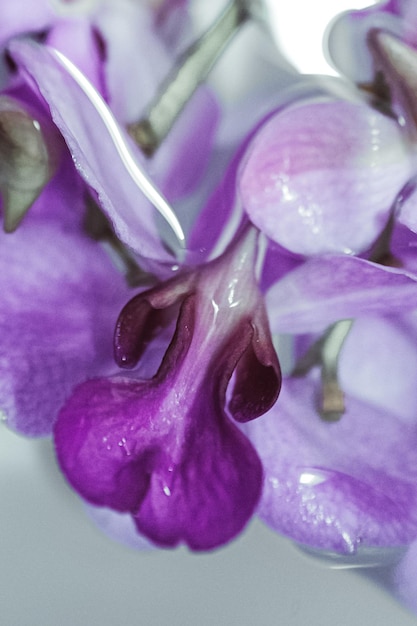 Dettagli macro di fiori tropicali freschi rosa viola che galleggiano nell'acqua Dettagli estetici femminili