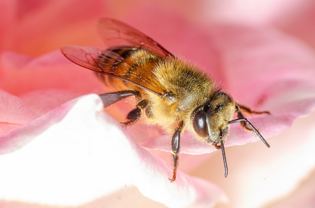 Dettagli macro di una piccola ape su una rosa