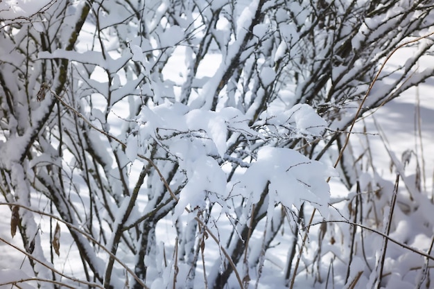 Dettagli sulla natura invernale nella campagna dell'Europa orientale Rami di alberi coperti di neve in una fredda giornata di sole