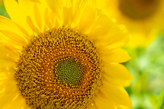 Dettagli un bel girasole in un campo di girasoli in estate aperto guardando il sole