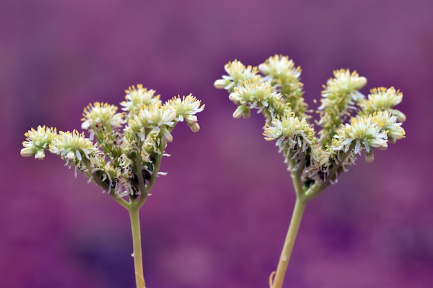 Dettaglio dei fiori di Sedum sediforme con uno sfondo viola