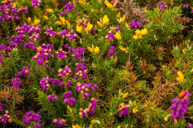 Dettaglio dei fiori viola e gialli in estate a Phare Du Cap Frehel, è un faro marittimo a Cotes-dÃÂ‚Ã‚Â´Armor (Francia). Sulla punta di Cap Frehel