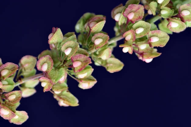 Dettaglio dei frutti e dei semi dell'aceto Rumex acetosa su un da