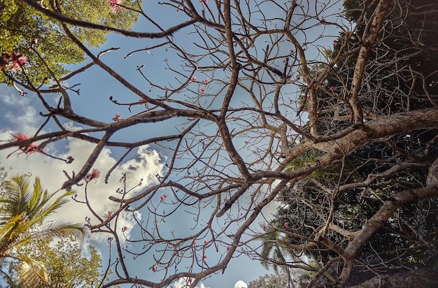 Dettaglio dei rami spogli di un albero immerso nel cielo azzurro che sovrasta il sito archeologico di Chichen Itza in Messico