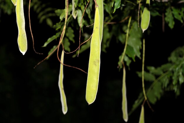 Dettaglio del baccello del frutto di glicine