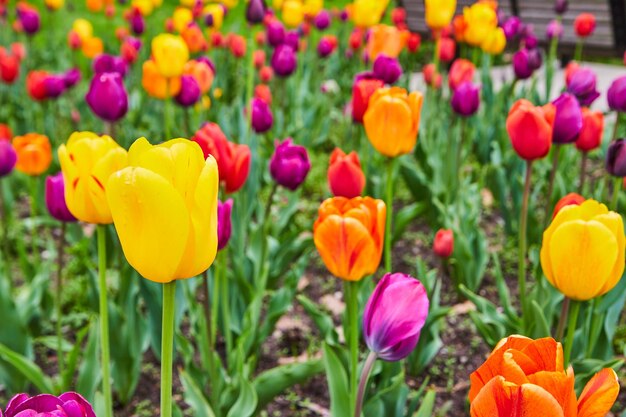 Dettaglio del bellissimo e colorato giardino di tulipani primaverili