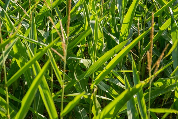 dettaglio del campo di mais