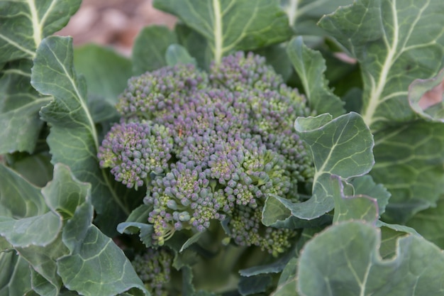 Dettaglio del fiore di broccoli da vicino nell'orto biologico