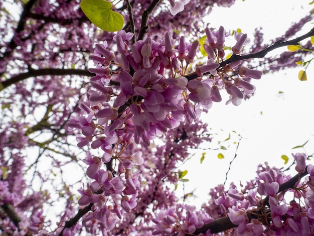 dettaglio del fiore di ciliegio giapponese