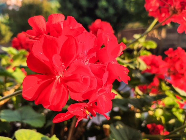 Dettaglio del fiore di geranio, immagine scattata con obiettivo macro