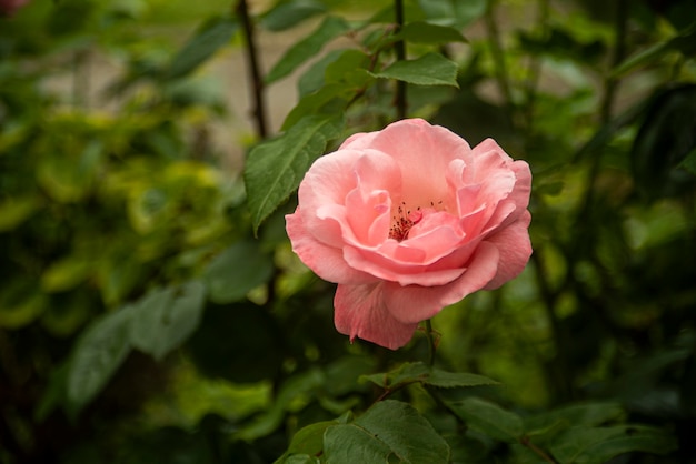 Dettaglio del fiore di rosa in natura in primavera