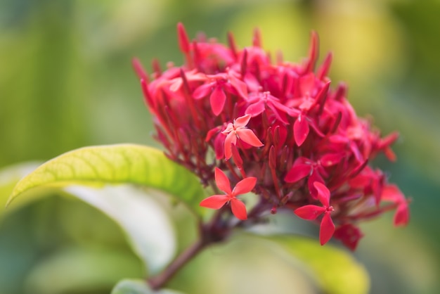 Dettaglio del fiore tropicale