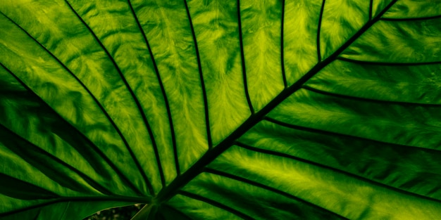 Dettaglio del fondo verde astratto di struttura della foglia di palma