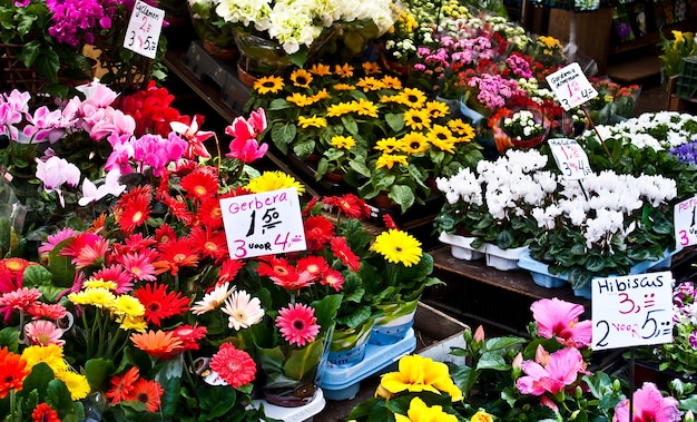 Dettaglio del mercato dei fiori di Amsterdam: i migliori tulipani del mondo