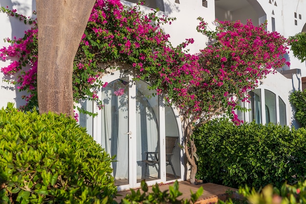 Dettaglio del muro bianco con balcone di una casa e albero di fiori rossi sulla strada d'Egitto a Sharm El Sheikh