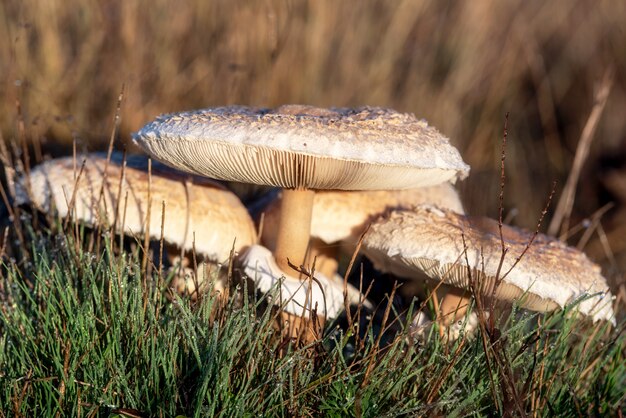 Dettaglio del primo piano della testa sul campestris dell'agaricus del fungo di campo che cresce selvaggio in prato.