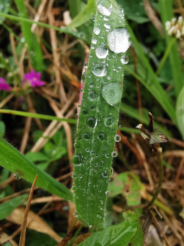 Foto dettaglio del primo piano delle gocce di rugiada freschezza al mattino