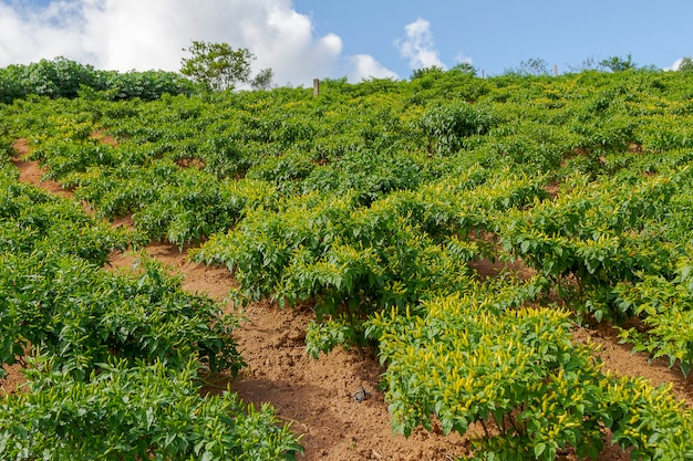 Dettaglio del raccolto di peperoni Capsicum chinense a Guarani