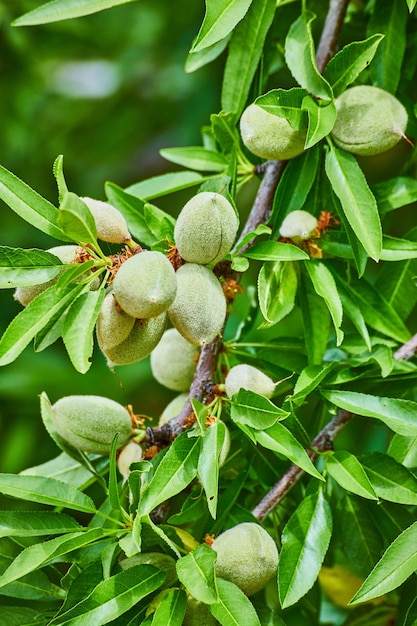 Dettaglio del ramo di un albero di mandorle con frutti in primavera