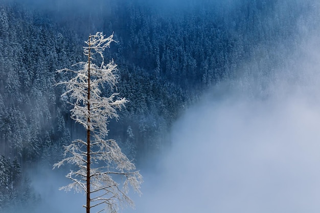 Dettaglio dell'albero coperto di neve a Mala Fatra Slovacchia