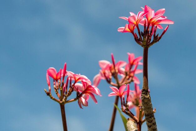 Dettaglio dell'albero dei fiori del frangipane sul fondo del cielo blu profondo